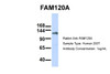 Antibody used in WB on Human 293T at 1 ug/ml.