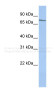 Antibody used in WB on Human HepG2 at 0.2-1 ug/ml.