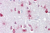 Antibody used in IHC on Human brain at 5 ug/ml.