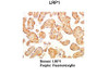 Antibody used in IHC on Human placenta at: 1:500.