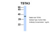 Antibody used in WB on Human Hela at 1 ug/ml.