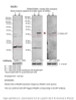 Antibody used in WB on Human, Monkey at 1:1000.