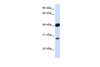 Antibody used in WB on Human Heart at 0.2-1 ug/ml.