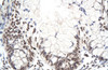 Antibody used in IHC on Human Intestine at 4.0-8.0 ug/ml.