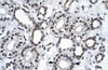 Antibody used in IHC on Human kidney at 4.0-8.0 ug/ml.