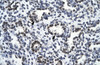 Antibody used in IHC on Human Lung at 4.0-8.0 ug/ml.