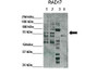 Antibody used in WB on Hela, HEK293T, Xenopus laevis egg extract, mouse embryonic at 1:500 (Lane1: 25ug Hela lysate, Lane2: 25ug HEK293T lysate, Lane3: 25ug Xenopus laevis egg extract, Lane4: 25ug mouse embryonic stem cells lysate) .