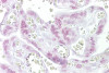 Antibody used in IHC on Human Placenta at 10 ug/ml.