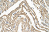 Antibody used in IHC on Human Muscle.