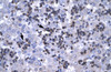 Antibody used in IHC on Human Liver cell lysates.