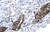 Antibody used in IHC on Human Stomach.