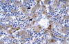 Antibody used in IHC on Human Liver.