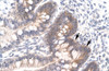 Antibody used in IHC on Human Intestine.