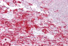 Antibody used in IHC on Human Thymus at 5 ug/ml.