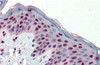 Antibody used in IHC on Human Skin lysate at 5.0 ug/ml.