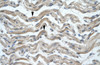 Antibody used in IHC on Human Muscle.