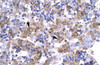 Antibody used in IHC on Human Liver cell lysates at 4.0-8.0 ug/ml.
