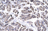 Antibody used in IHC on Human Muscle.