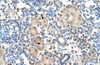 Antibody used in IHC on Human kidney lysate.