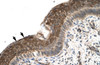 Antibody used in IHC on Human Spermatophore at 4.0-8.0 ug/ml.