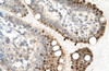 Antibody used in IHC on Human Intestine at 4.0-8.0 ug/ml.