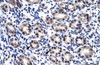 Antibody used in IHC on Human Intestine.