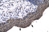 Antibody used in IHC on Human Spermatophore.
