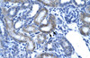 Antibody used in IHC on Human kidney lysate.