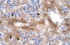 Antibody used in IHC on Human Liver cell lysates.