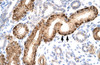 Antibody used in IHC on Human kidney lysate.