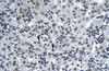 Antibody used in IHC on Human Liver cell lysates.