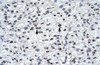 Antibody used in IHC on Human Heart at 4.0-8.0 ug/ml.