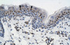 Antibody used in IHC on Human Skin at 4.0-8.0 ug/ml.