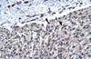 Antibody used in IHC on Human Heart at 4.0-8.0 ug/ml.