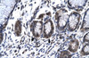 Antibody used in IHC on Human Stomach at 4.0-8.0 ug/ml.