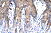 Antibody used in IHC on Human Stomach at 4.0-8.0 ug/ml.