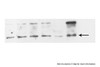 Antibody used in WB on Human U2OS at 1:1000.