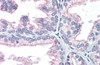 Antibody used in IHC on Human Prostate at 5.0 ug/ml.