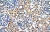 Antibody used in IHC on Human kidney.