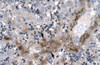 Antibody used in IHC on Human Liver at 4.0-8.0 ug/ml.