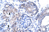 Antibody used in IHC on Human kidney.