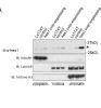 Antibody used in WB on Human Ls174T at 1 ug/ml.