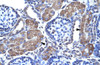 Antibody used in IHC on Human kidney at 4.0-8.0 ug/ml.