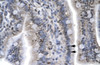 Antibody used in IHC on Human Intestine.