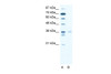 Antibody used in WB on Human Jurkat 2.5 ug/ml.