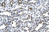 Antibody used in IHC on Human Lung.