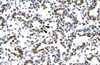 Antibody used in IHC on Human Lung.