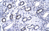 Antibody used in IHC on Human kidney.