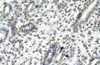 Antibody used in IHC on Human kidney.