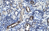 Antibody used in IHC on Human kidney.